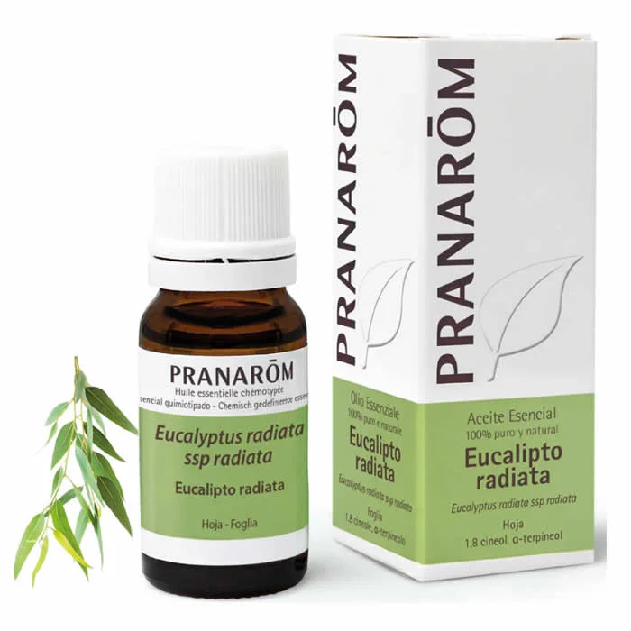 Pranarôm Eucalyptus Radiata ätherisches Öl 10ml